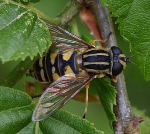 Réf. 123 837 : Helophilus pendulus