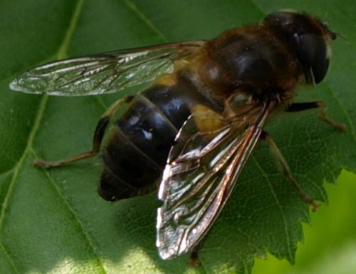 Eristalis pertinax
