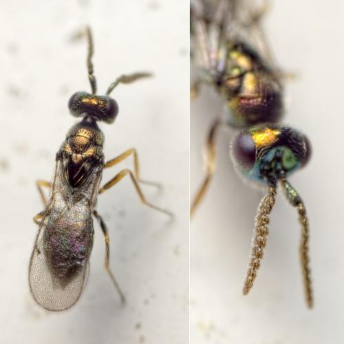 Epiclerus panyas