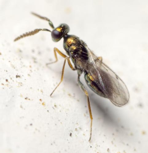 Epiclerus panyas