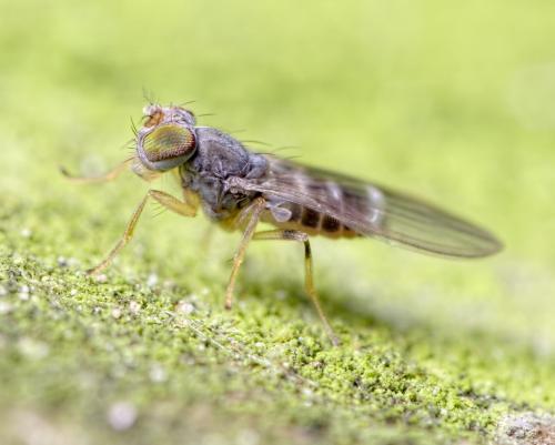 Podocera soniae
