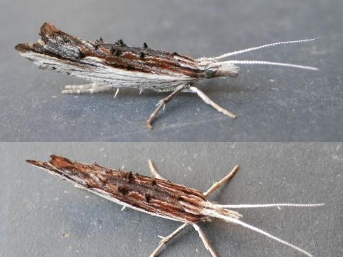 Ypsolopha scabrella