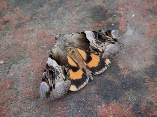 Réf. 123 212 : Catocala fulminea