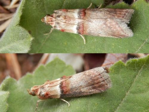 Réf. 123 273 : Acrobasis tumidana