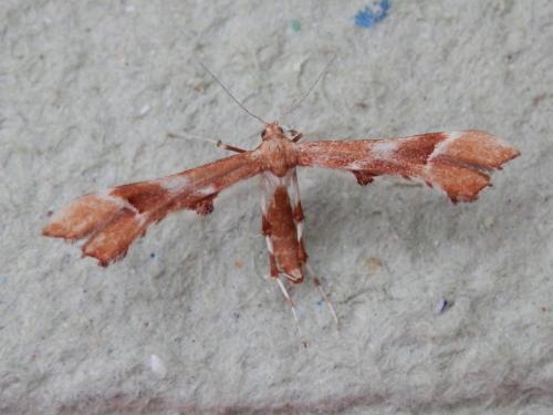 Cnaemidophorus rhododactyla