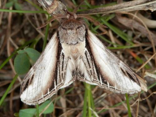 Réf. 123 328 : Pheosia tremula
