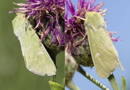 Calamia tridens