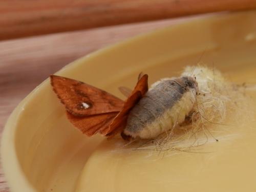 Orgyia antiqua