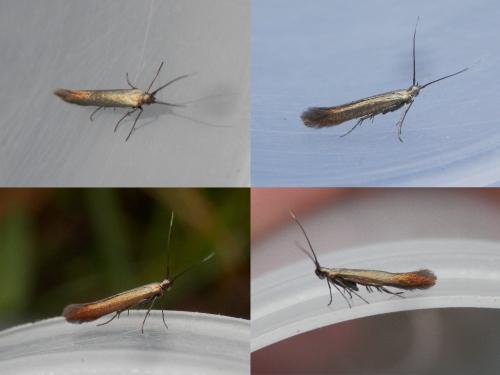 Réf. 123 755 : Coleophora sp.