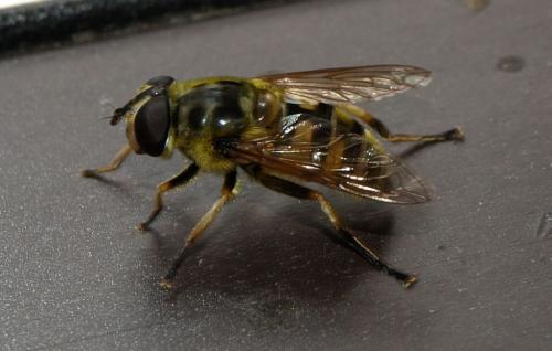 Myathropa florea