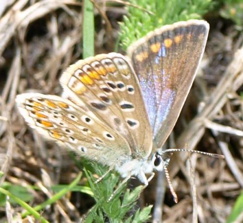 Polyommatus icarus