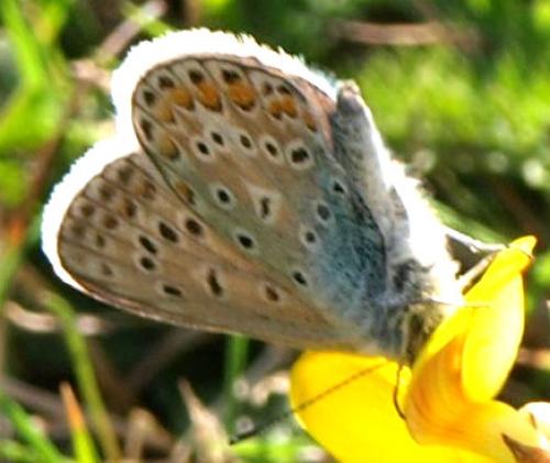 Polyommatus icarus