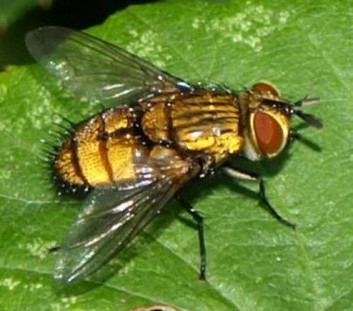 Bactromyia aurulenta