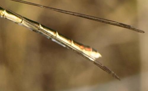 Lestes sp.