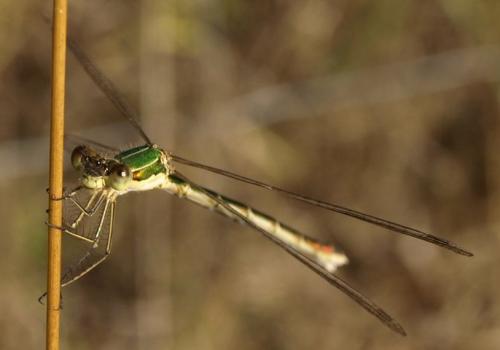 Lestes sp.