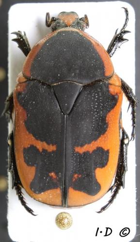 Pachnoda tridentata