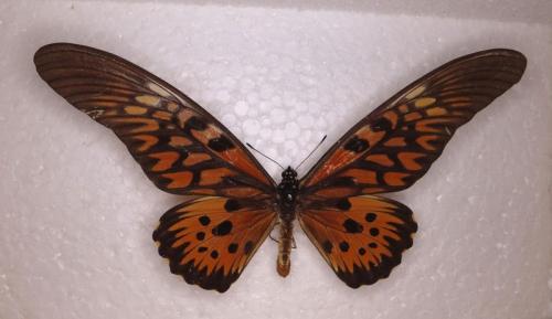 Papilio antimachus