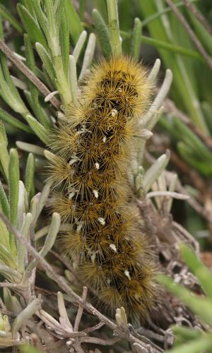 Réf. 123 676 : Rhyparia purpurata