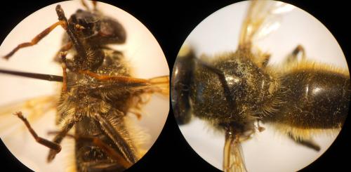Cheilosia subpictipennis