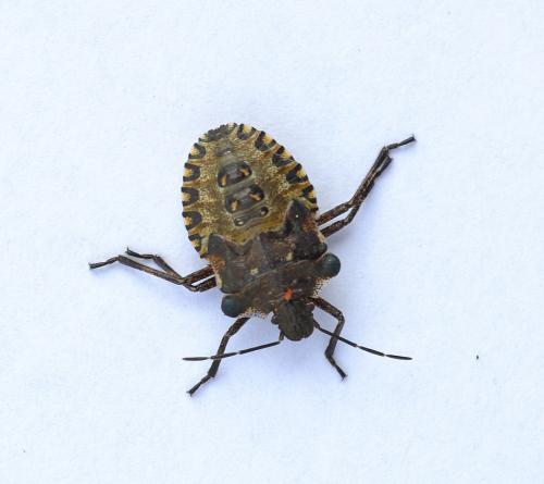 Pentatoma rufipes