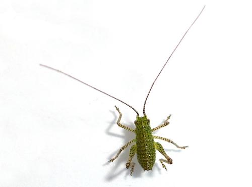 Réf. 123 502 : Phaneropterinae inconnu