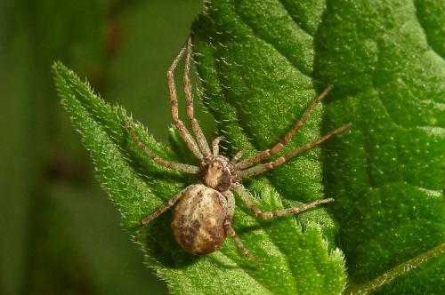 Philodromus sp.