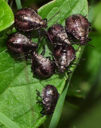 Picromerus bidens