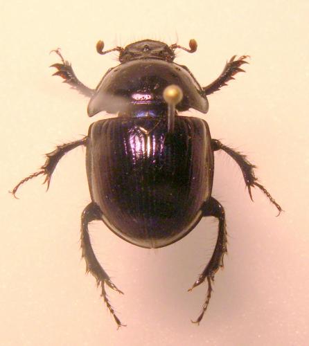 Anoplotrupes stercorosus