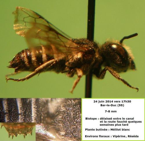 Réf. 123 897 : Coelioxys sp.