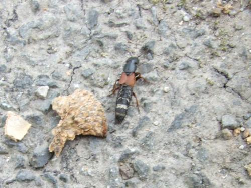 Platydracus stercorarius