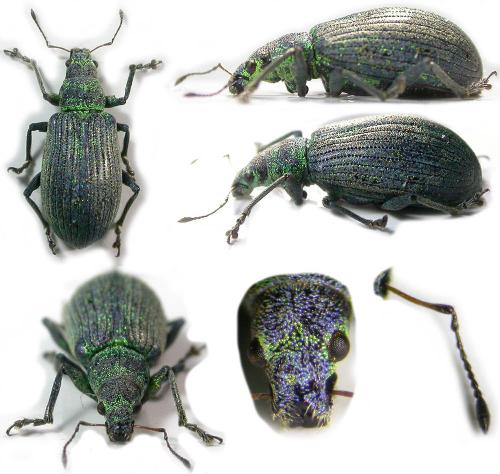 Polydrusus planifrons