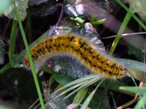 Lasiocampa trifolii
