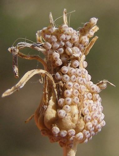 Réf. 123 951 : Hecatera dysodea
