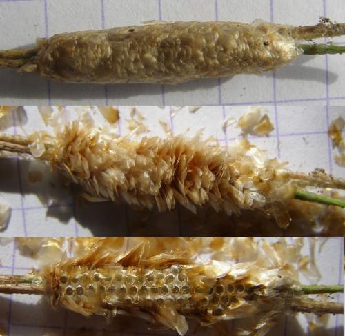 Thaumetopoea pityocampa