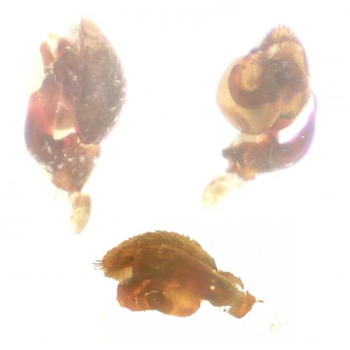 Phrurolithus festivus