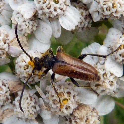 Pseudovadonia livida