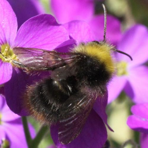 Bombus pratorum