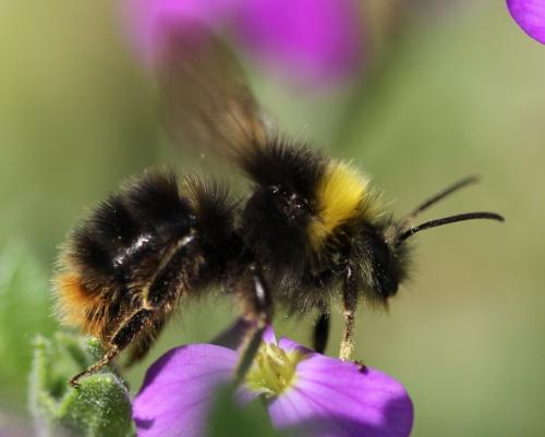 Réf. 123 174 : Bombus pratorum