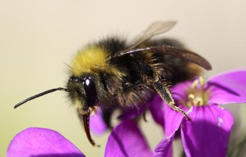Bombus pratorum