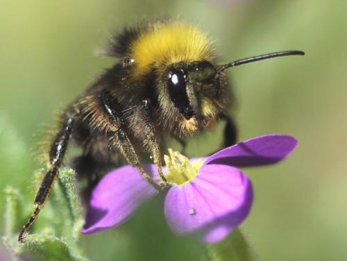 Réf. 123 308 : Bombus pratorum