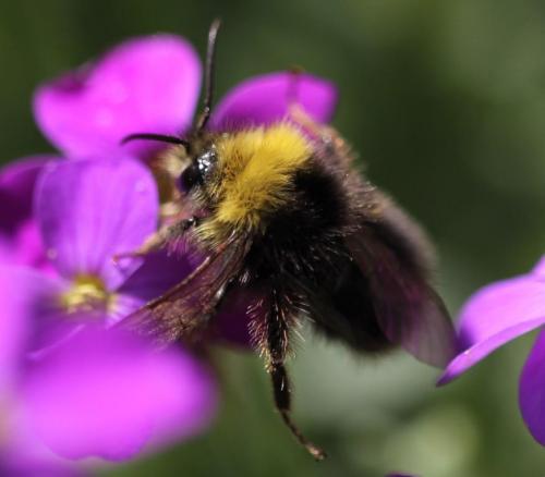 Bombus pratorum