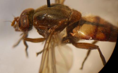 Brachyopa dorsata
