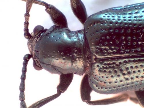 Oulema erichsonii