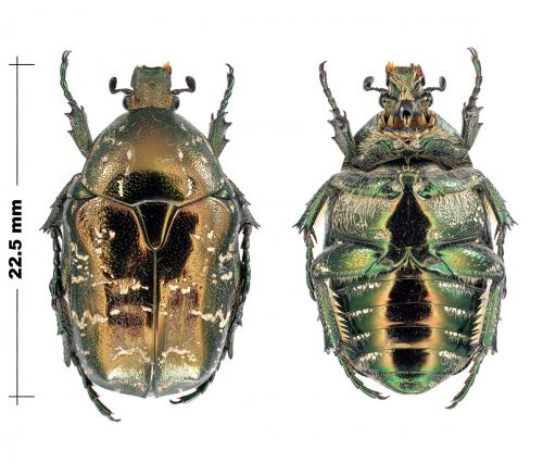 Potosia caucasica