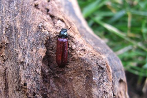 Réf. 123 117 : Psoa dubia