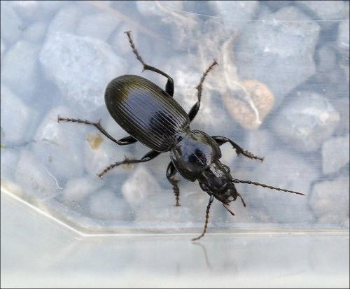 Pterostichus madidus