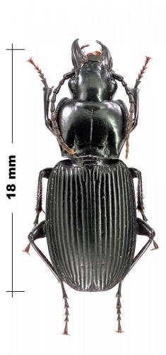 Pterostichus lasserrei