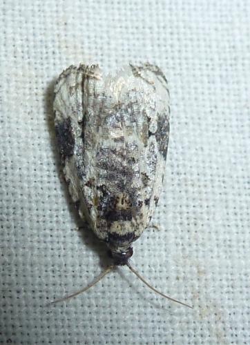 Celypha sp.
