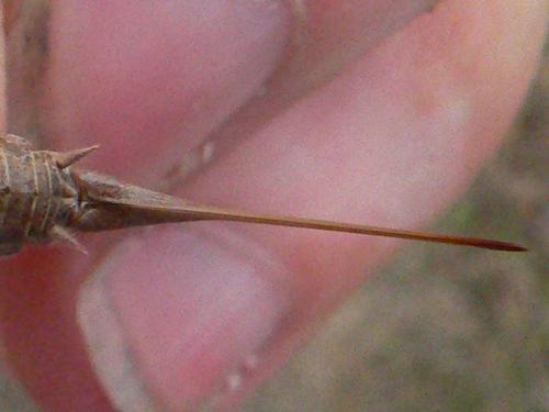 Rhacocleis germanica