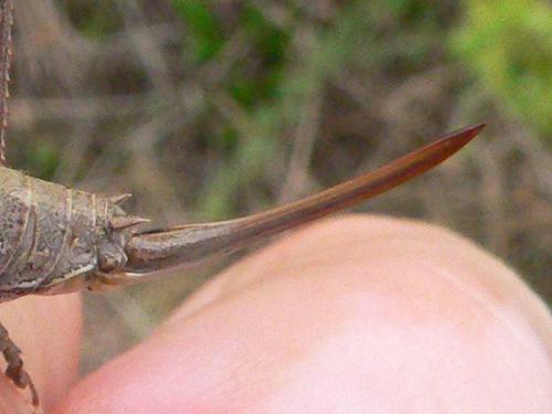 Rhacocleis germanica